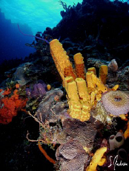 Another image from a beautiful dive off Cozumel earlier t... by Steven Anderson 